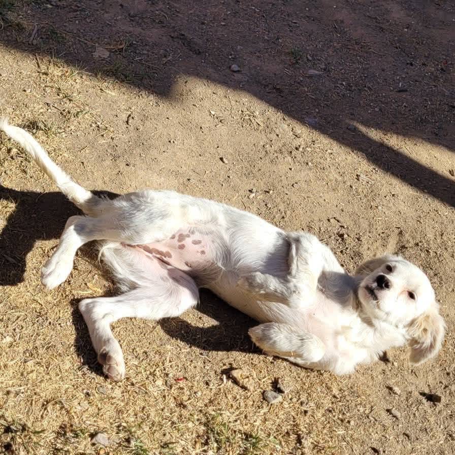 Foto de Perrita sin nombre