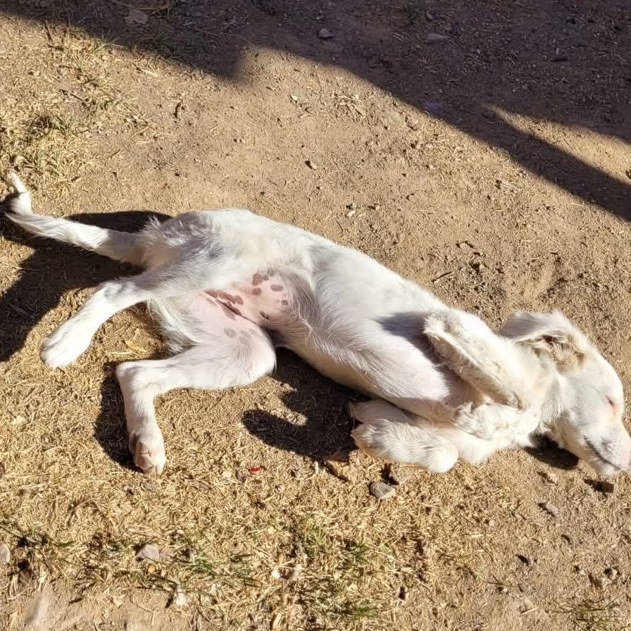 Foto 2 de Perrita sin nombre