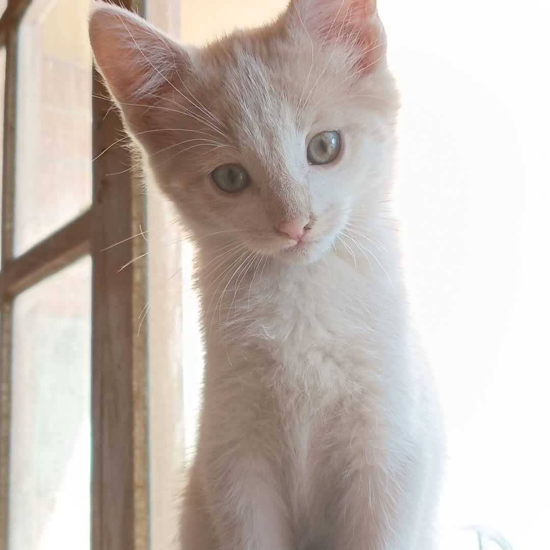 Foto 3 de Gatito sin nombre