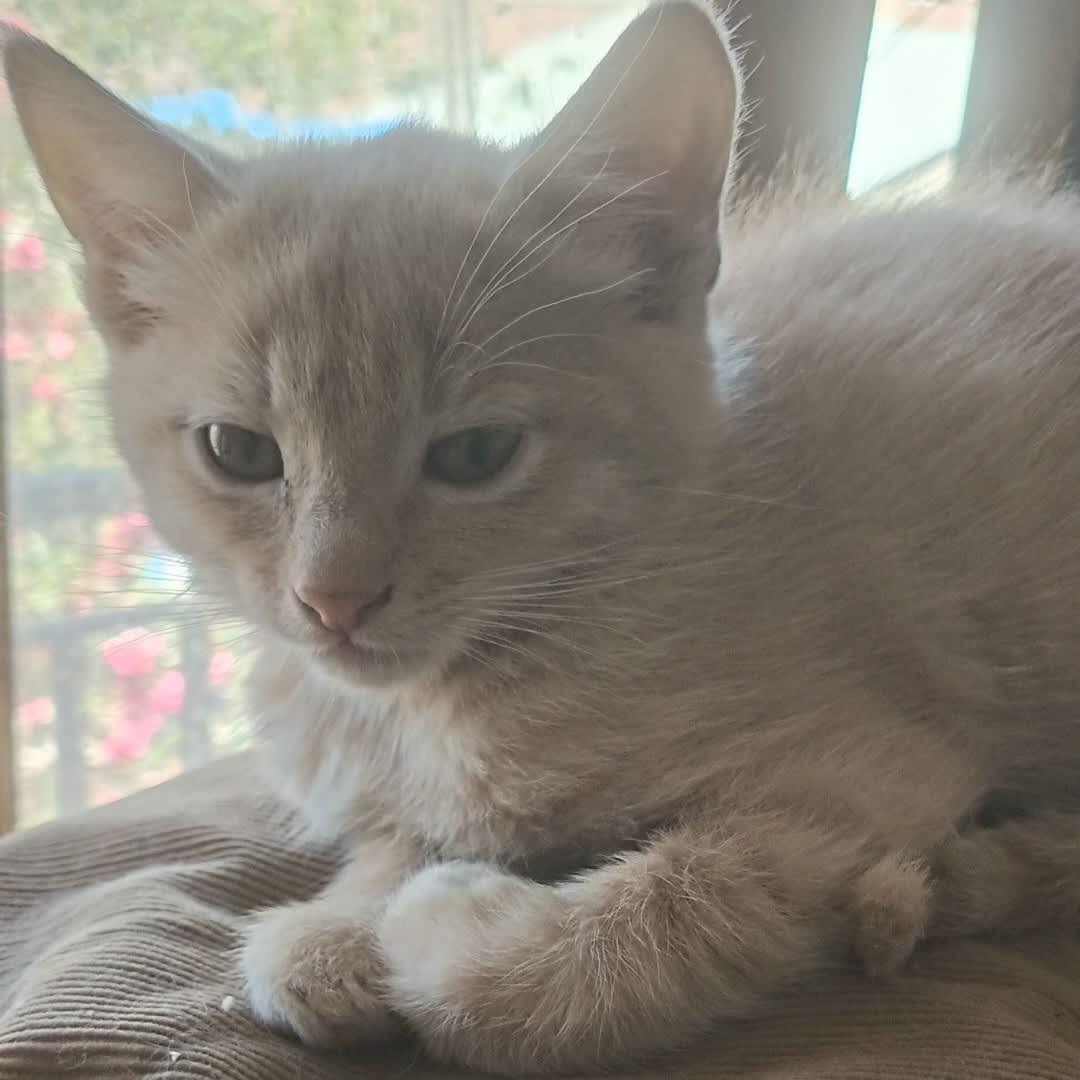 Foto 2 de Gatito sin nombre