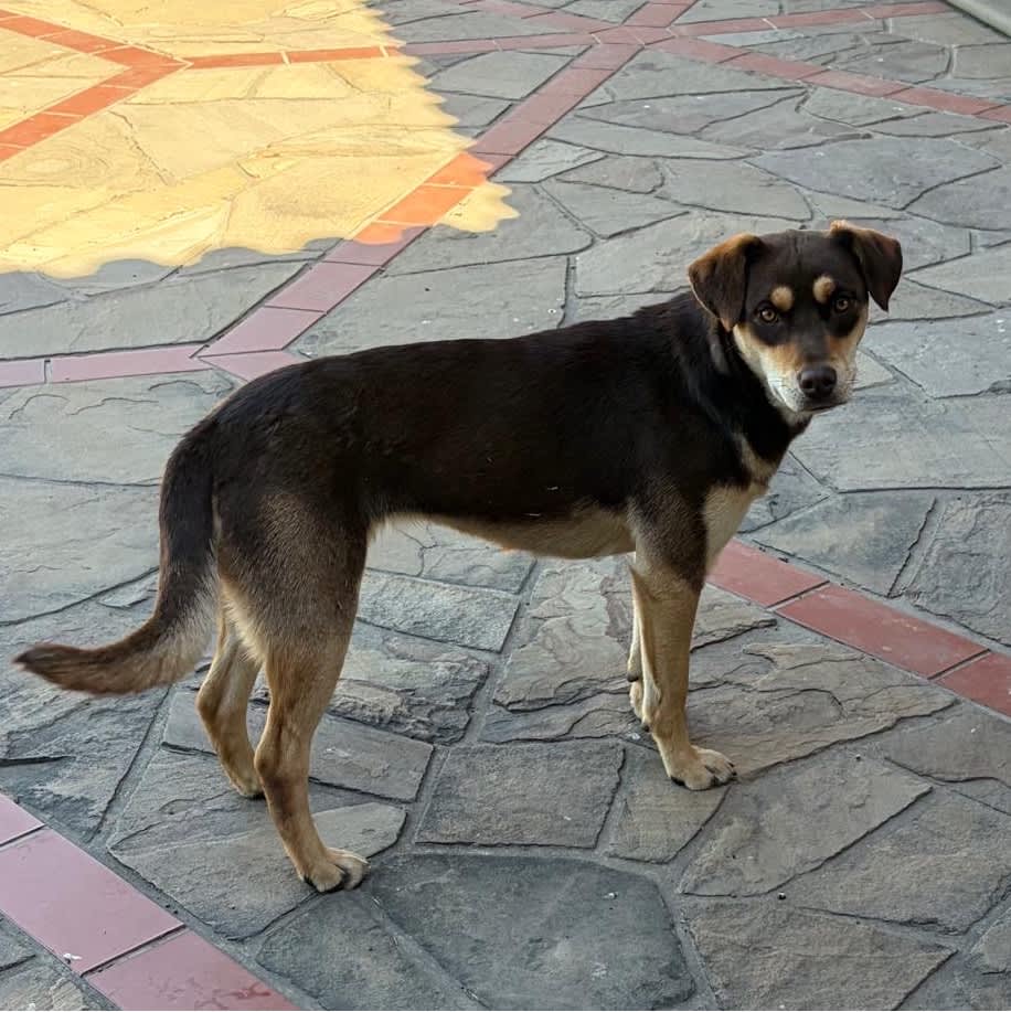 Foto de Miski