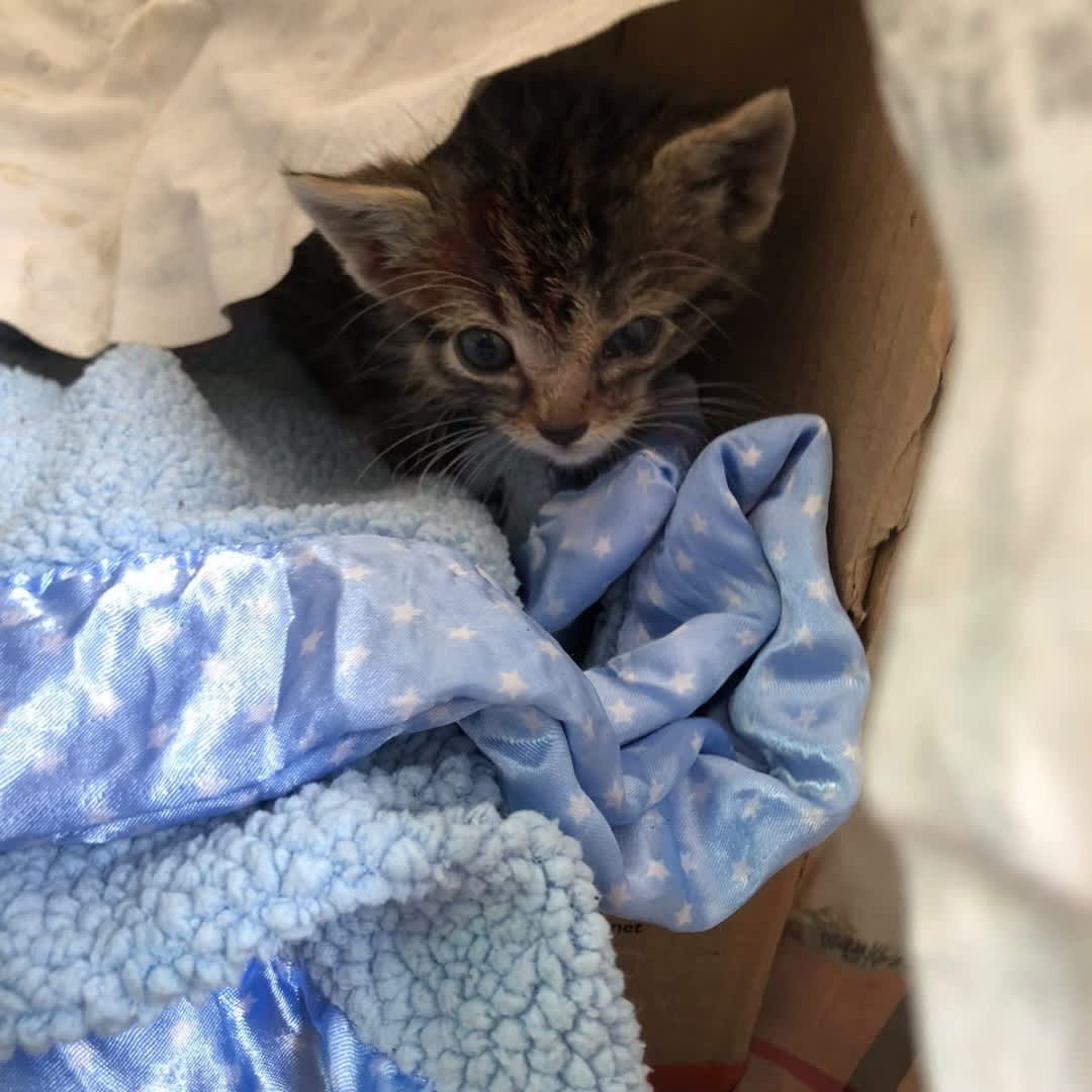 Foto de Gatito sin nombre