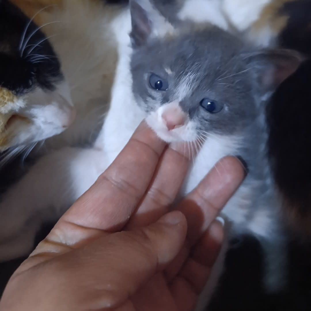 Foto 2 de Gatito sin nombre