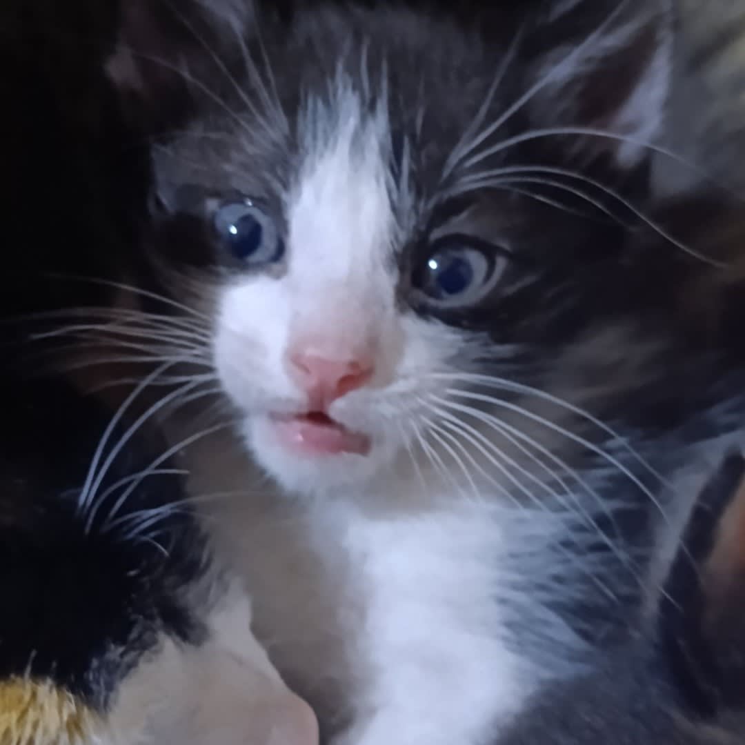 Foto de Gatito sin nombre