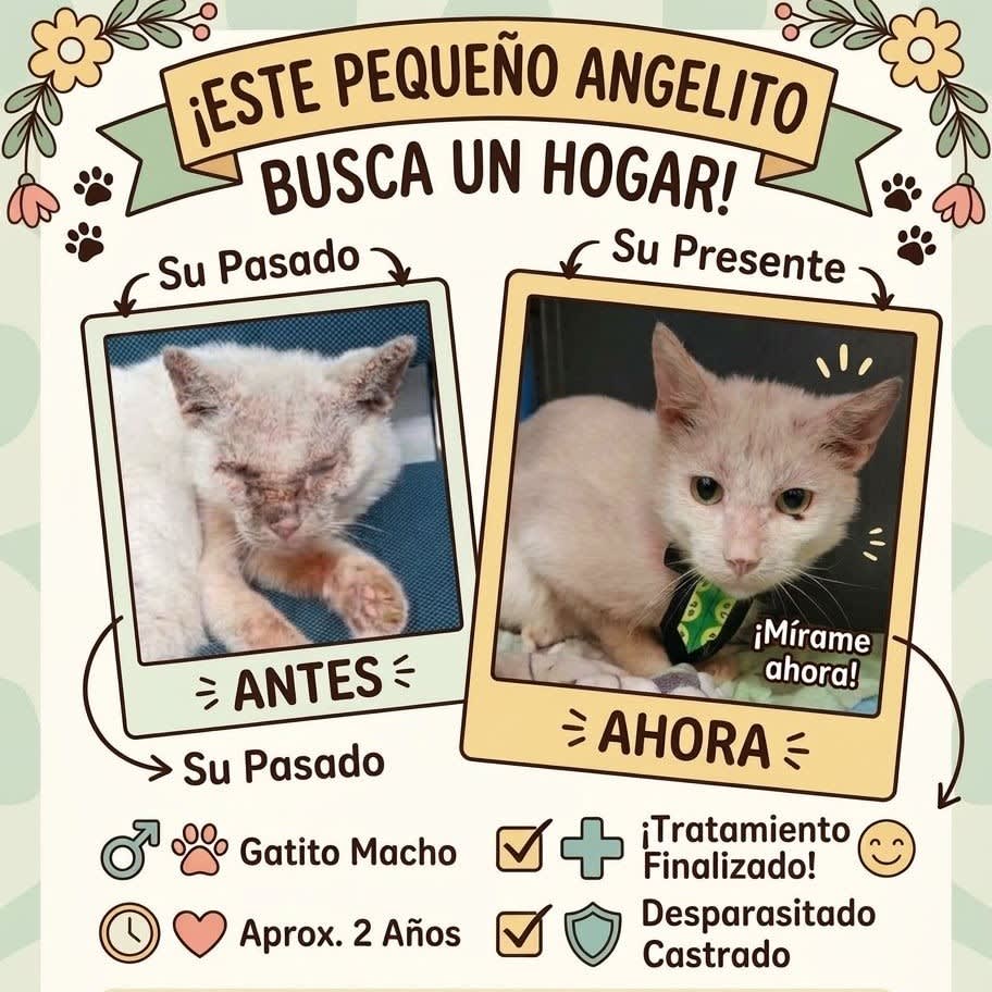 Foto de Gatito sin nombre
