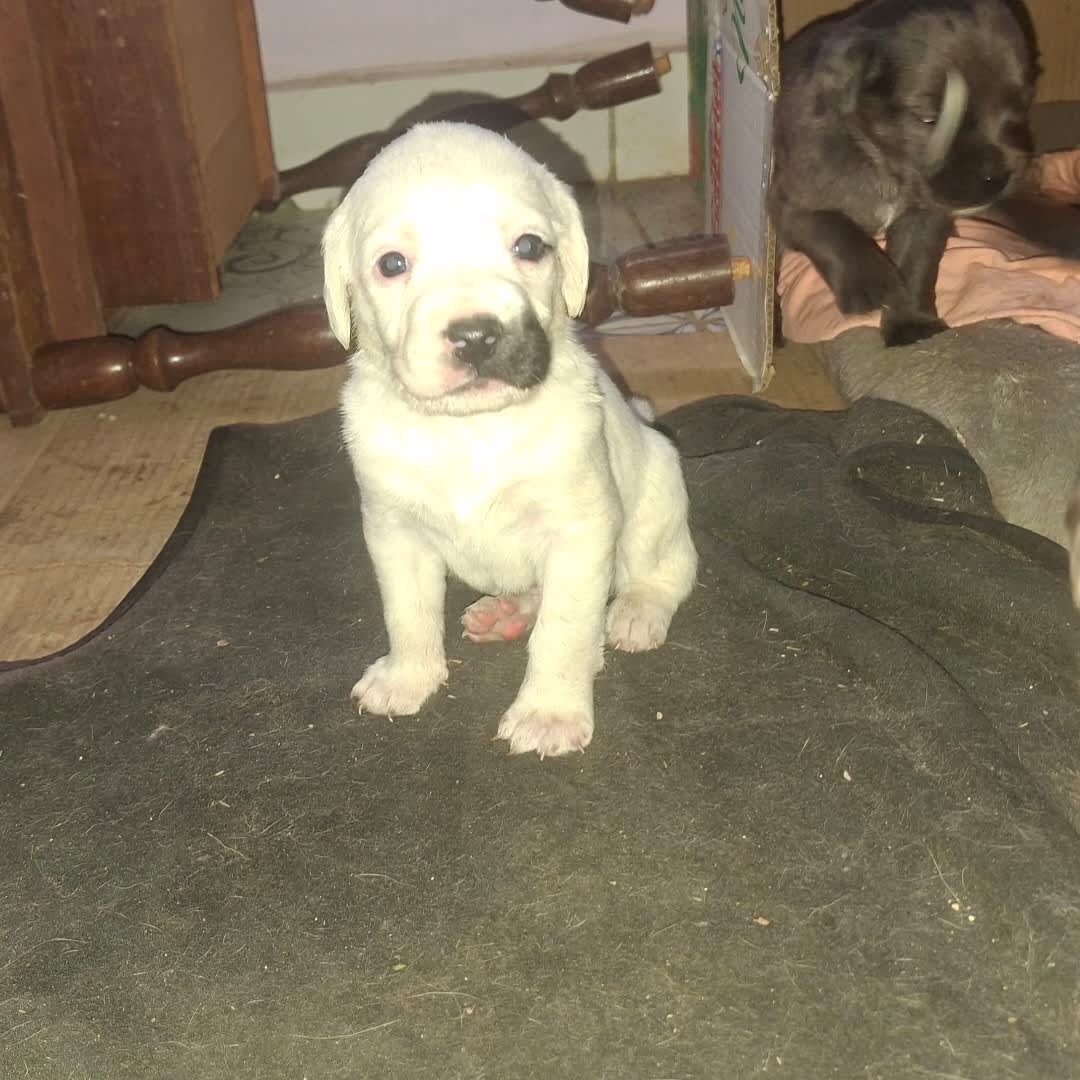 Foto de Perrito sin nombre