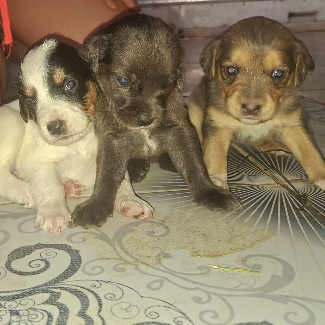 Foto de Perrita sin nombre