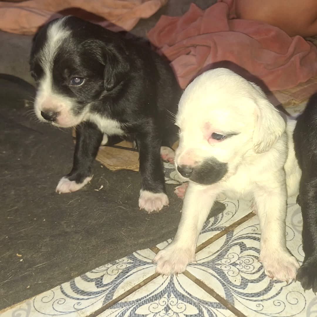 Foto de Perrito sin nombre