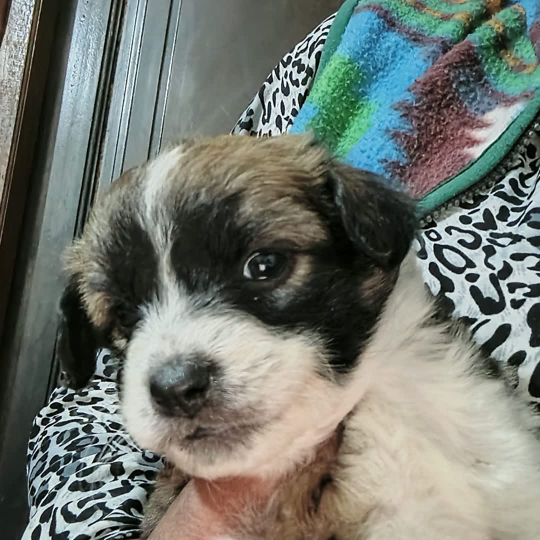 Foto de Perrita sin nombre