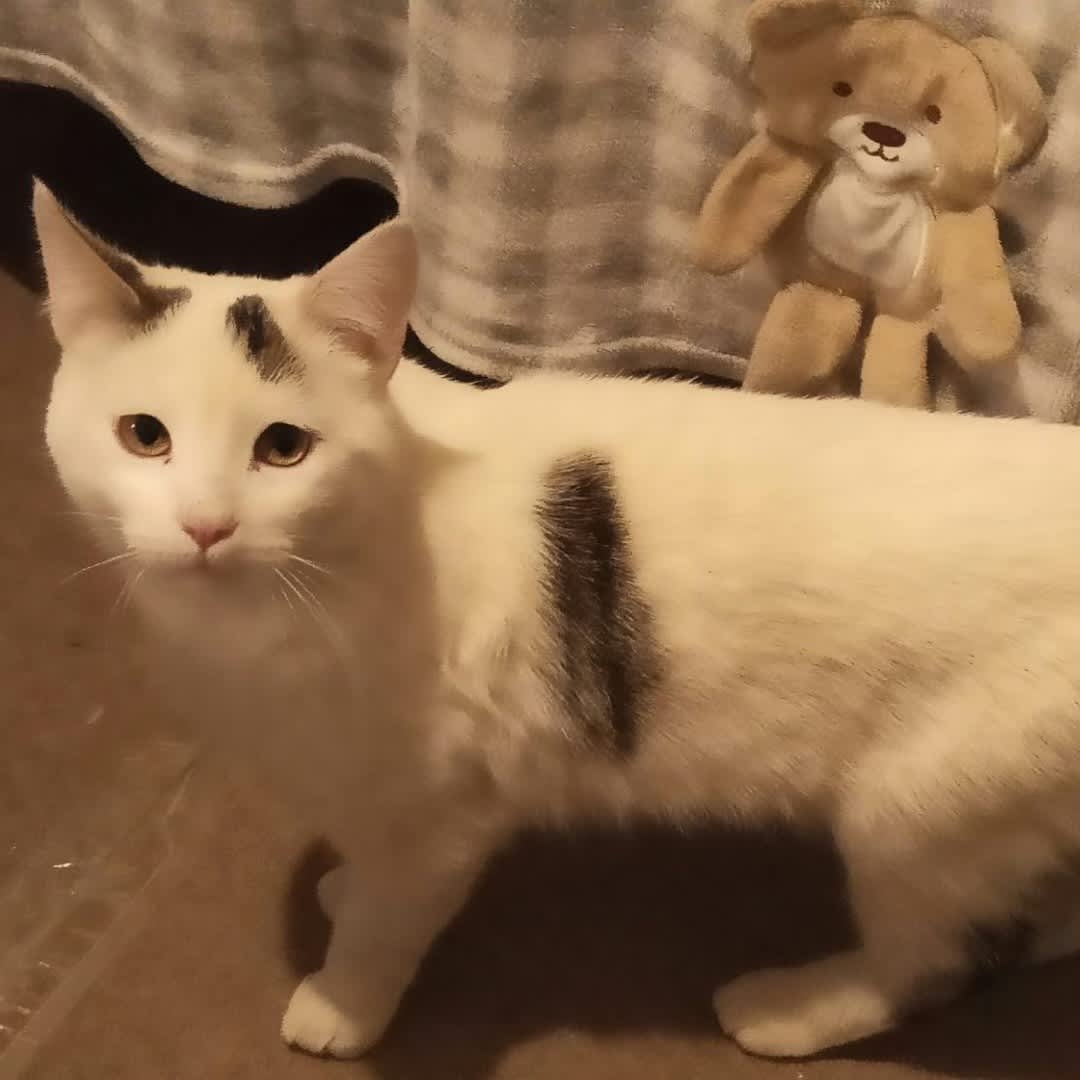 Foto de Gatito sin nombre