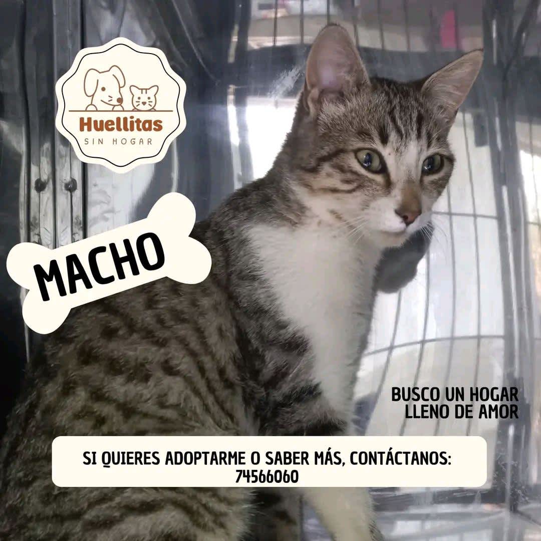 Foto 2 de Gatito sin nombre
