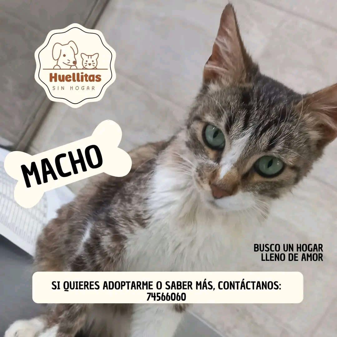 Foto de Gatito sin nombre