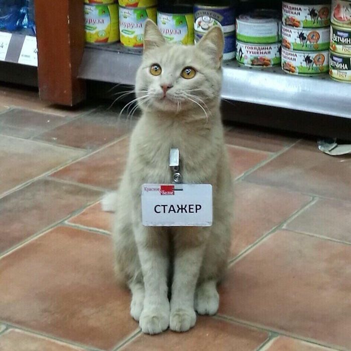 Foto de Pelusa