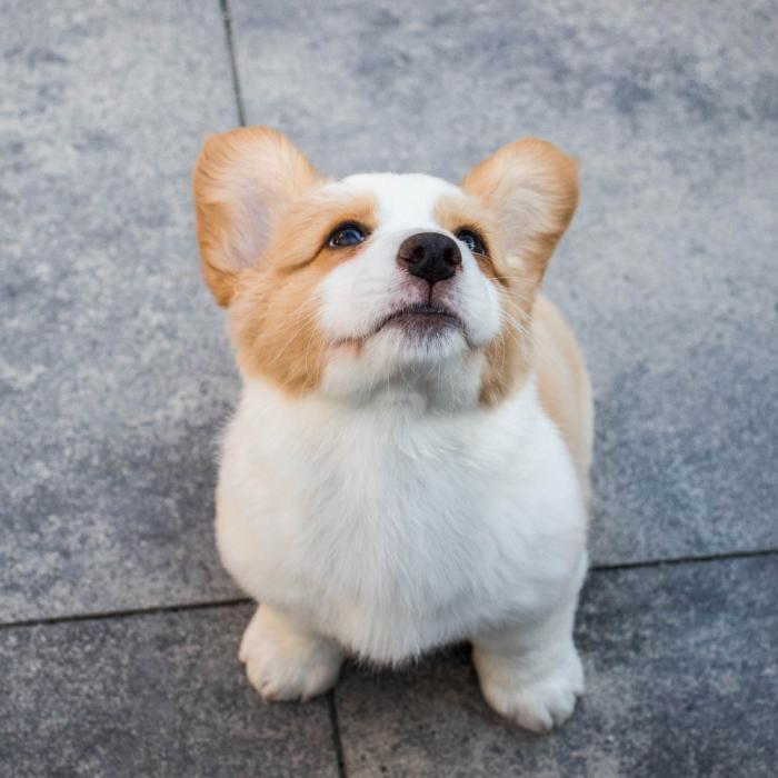 Foto de Toby