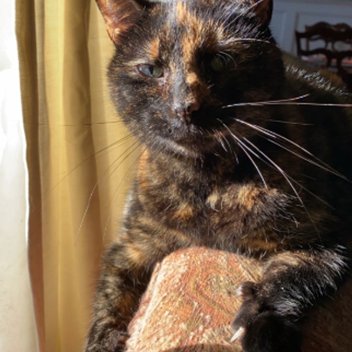 Foto de Nina