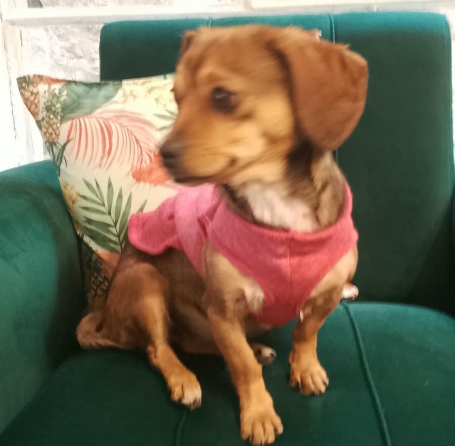 Foto de Pulguita