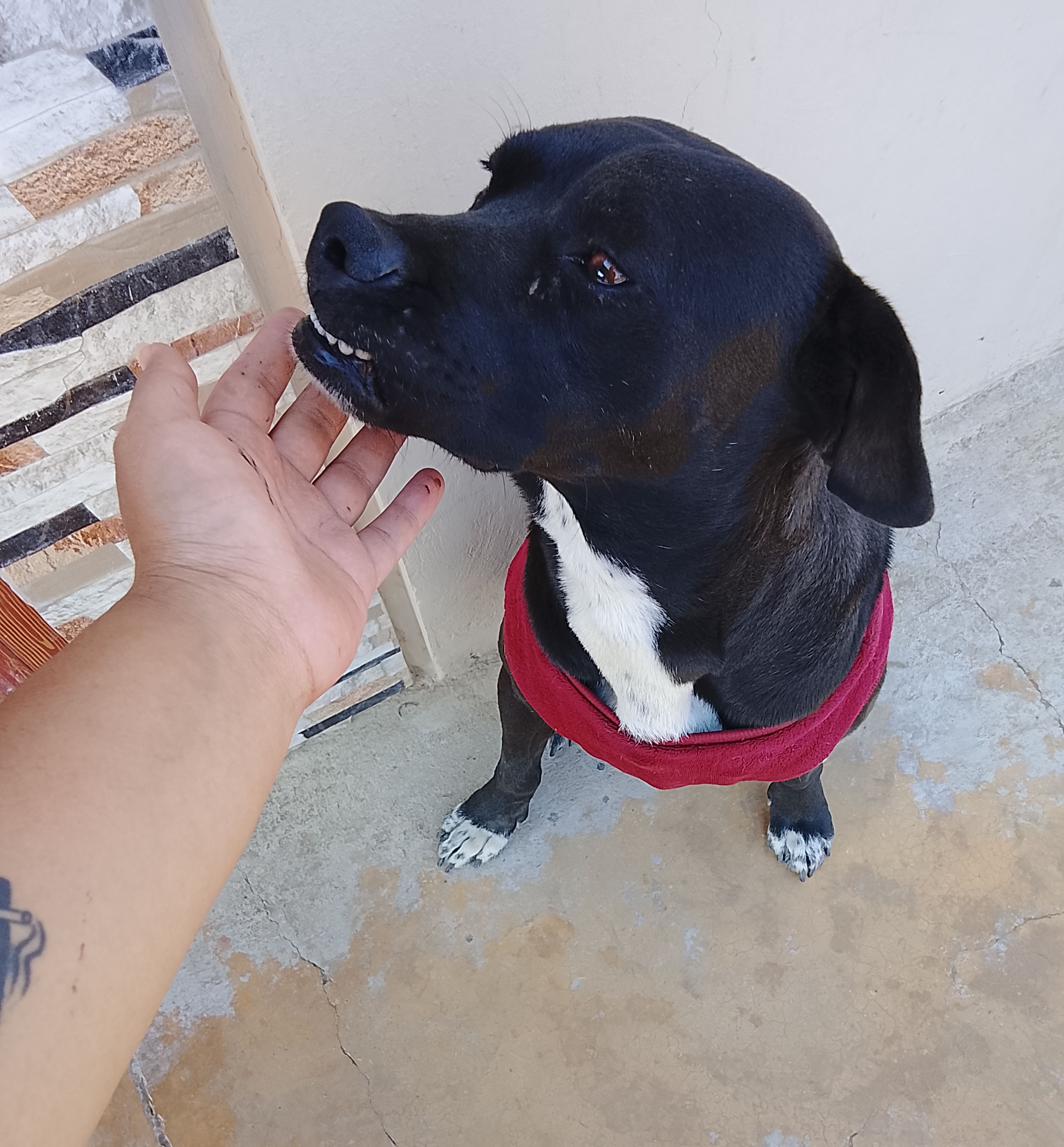 Foto 3 de COPITO✨🖤