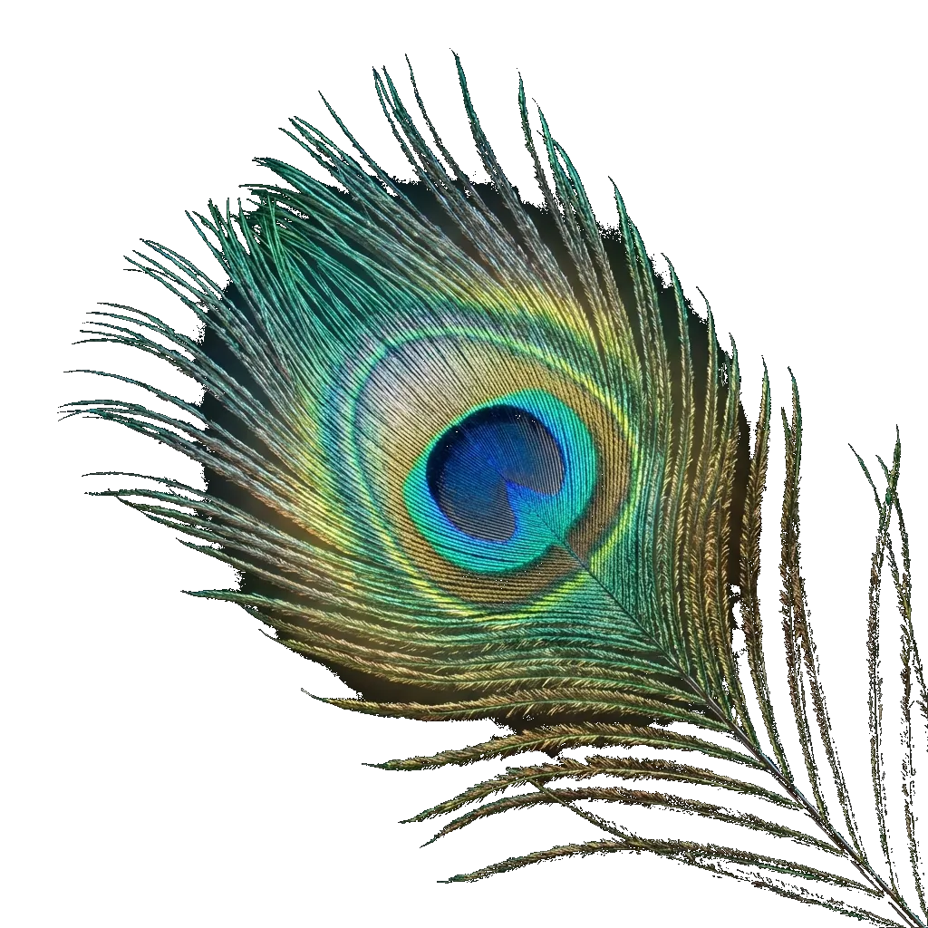 Peacock Feather Decor