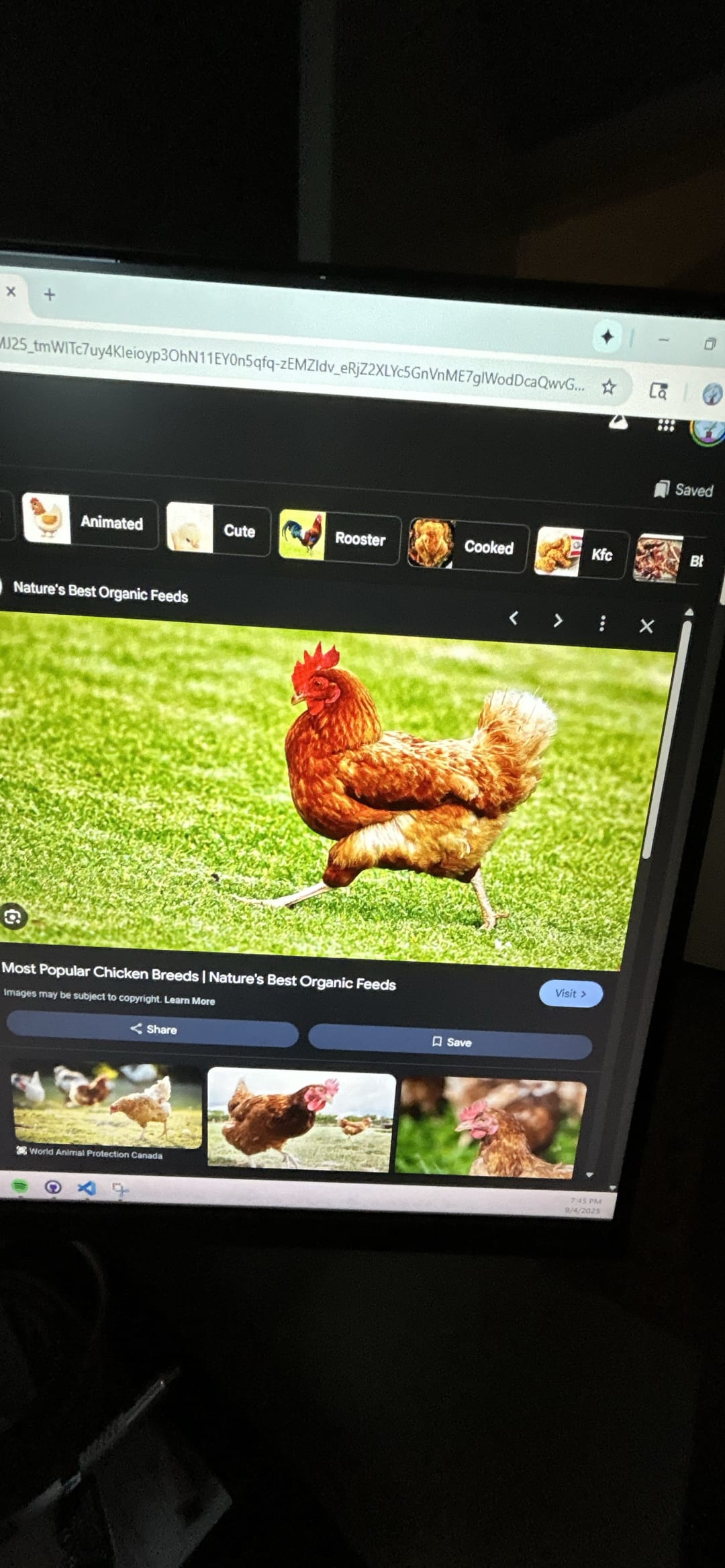 Chicken spotted by zucku
