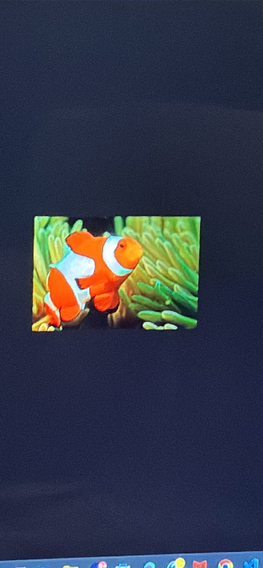 Clownfish spotted by samuel.jones