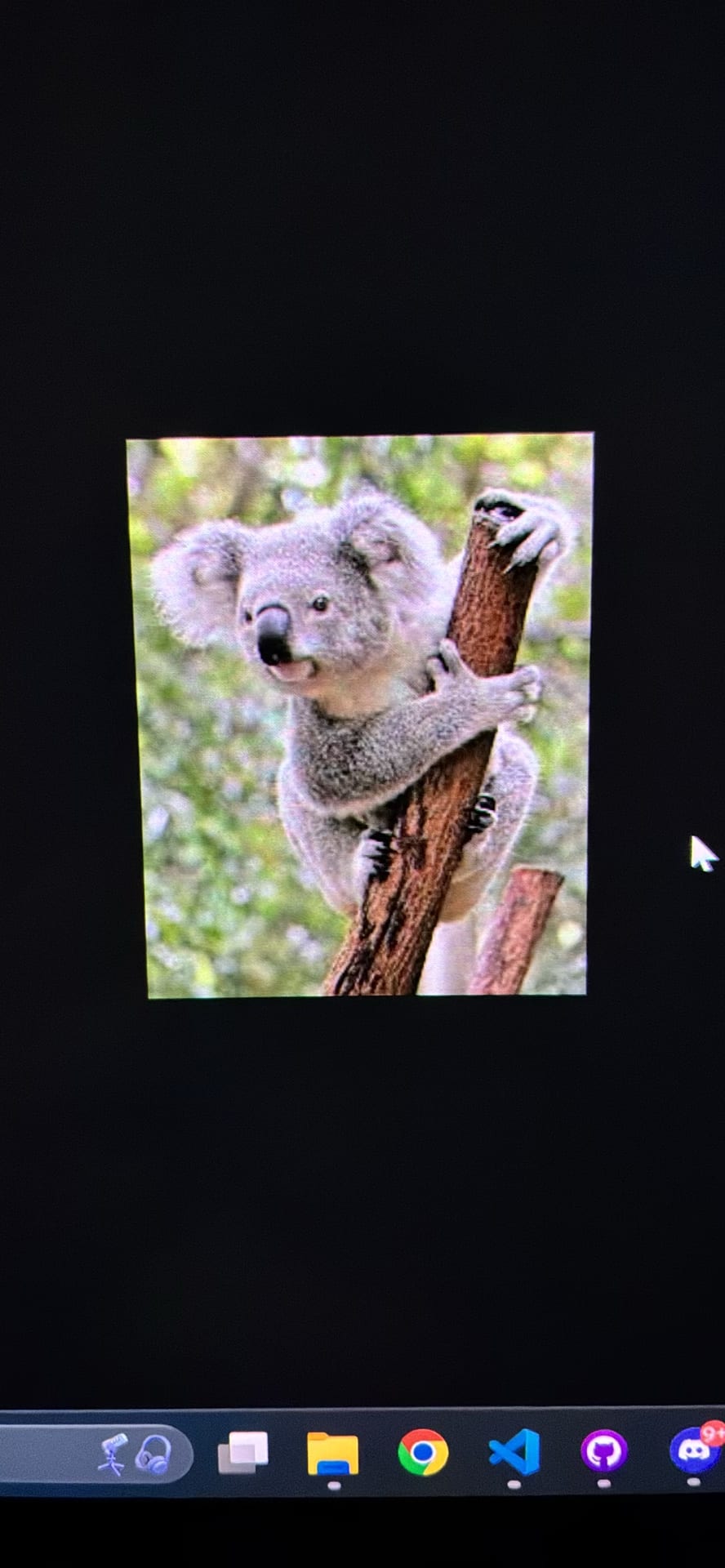 Koala spotted by samuel.jones