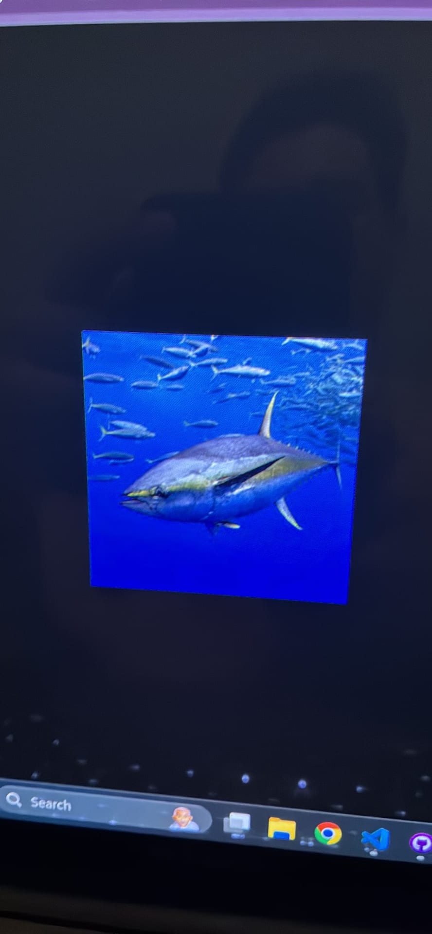 Tuna spotted by samuel.jones