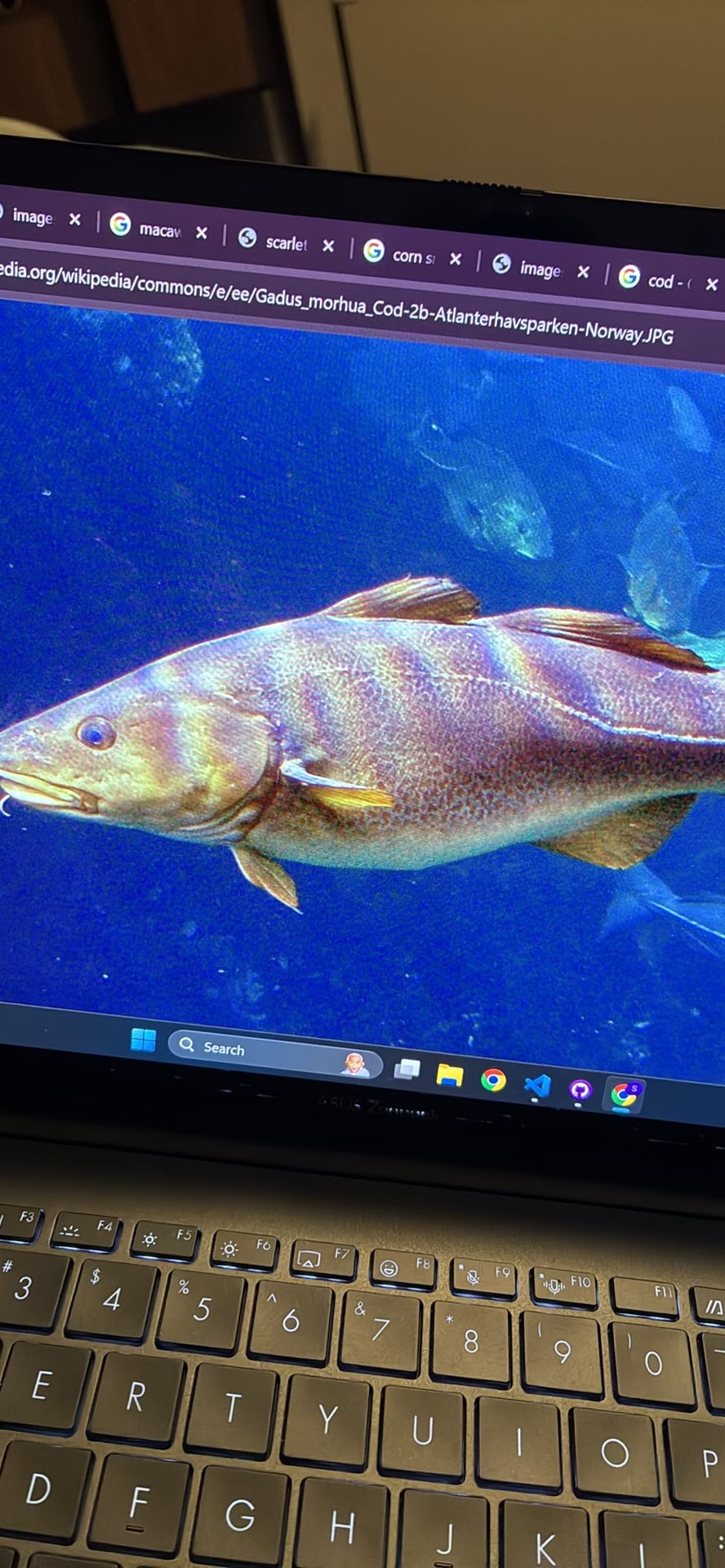 Cod spotted by samuel.jones