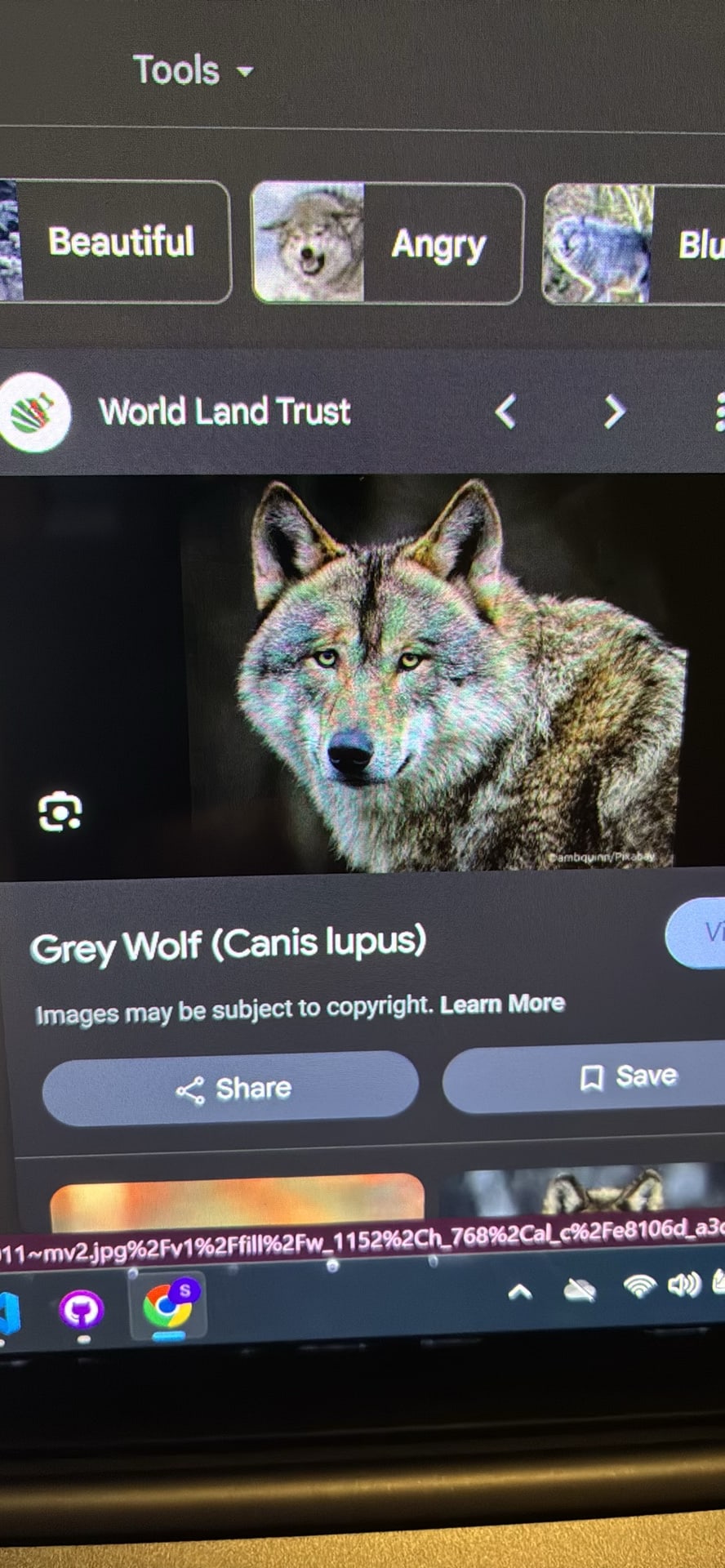 Gray Wolf spotted by samuel.jones