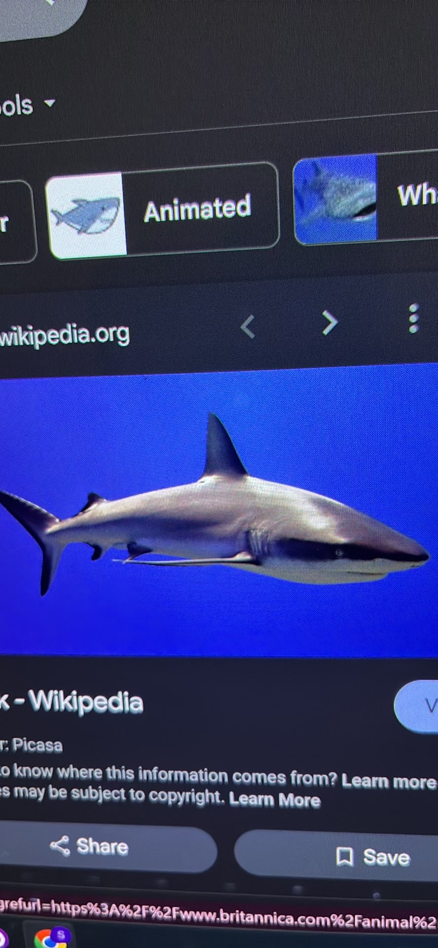 blacktip shark spotted by samuel.jones