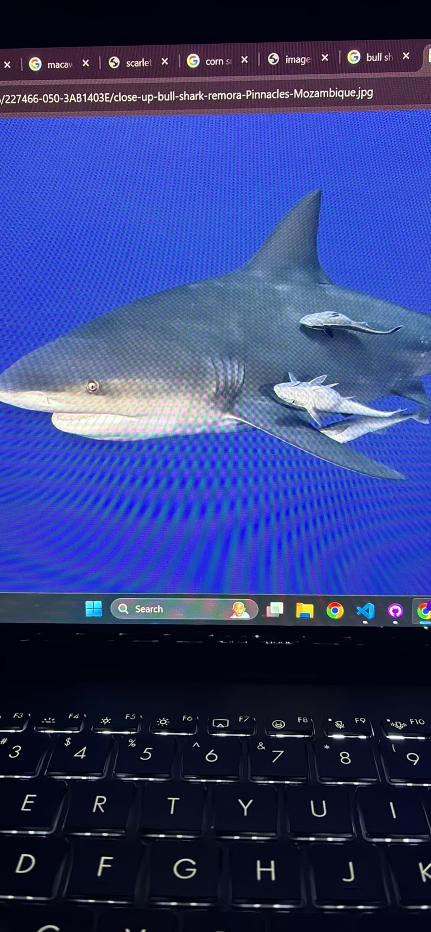 Bull Shark spotted by samuel.jones