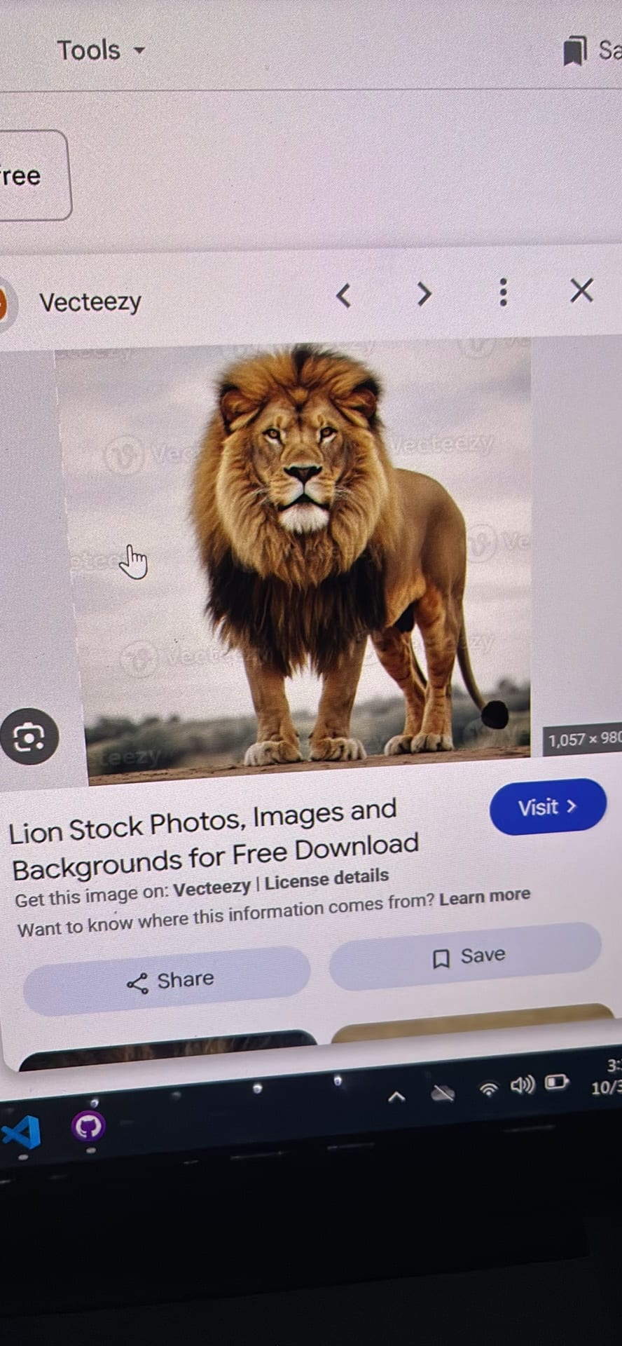 Lion spotted by samuel.jones