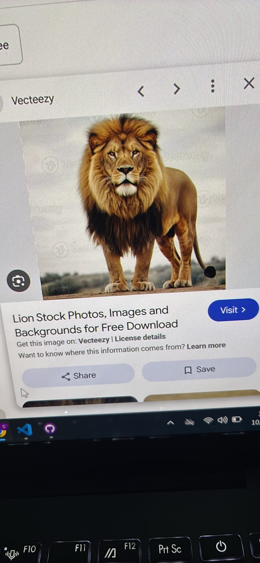 Lion spotted by samuel.jones
