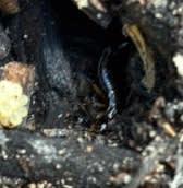 Centipede spotted by samuel.jones