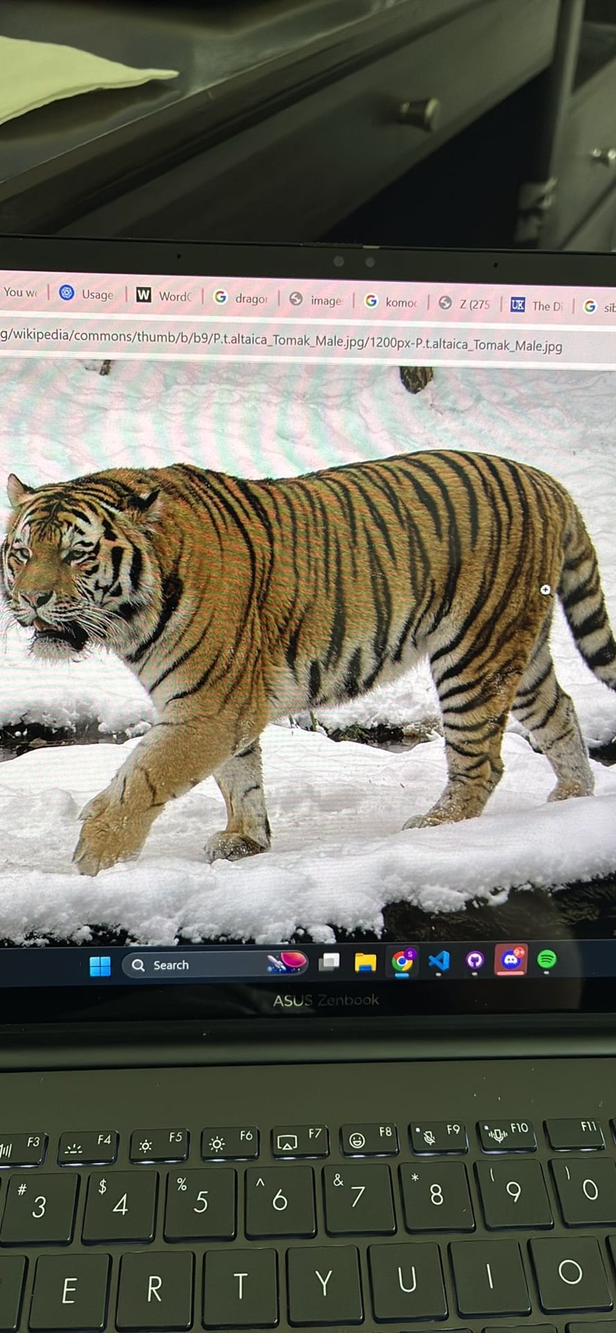 Tiger spotted by samuel.jones