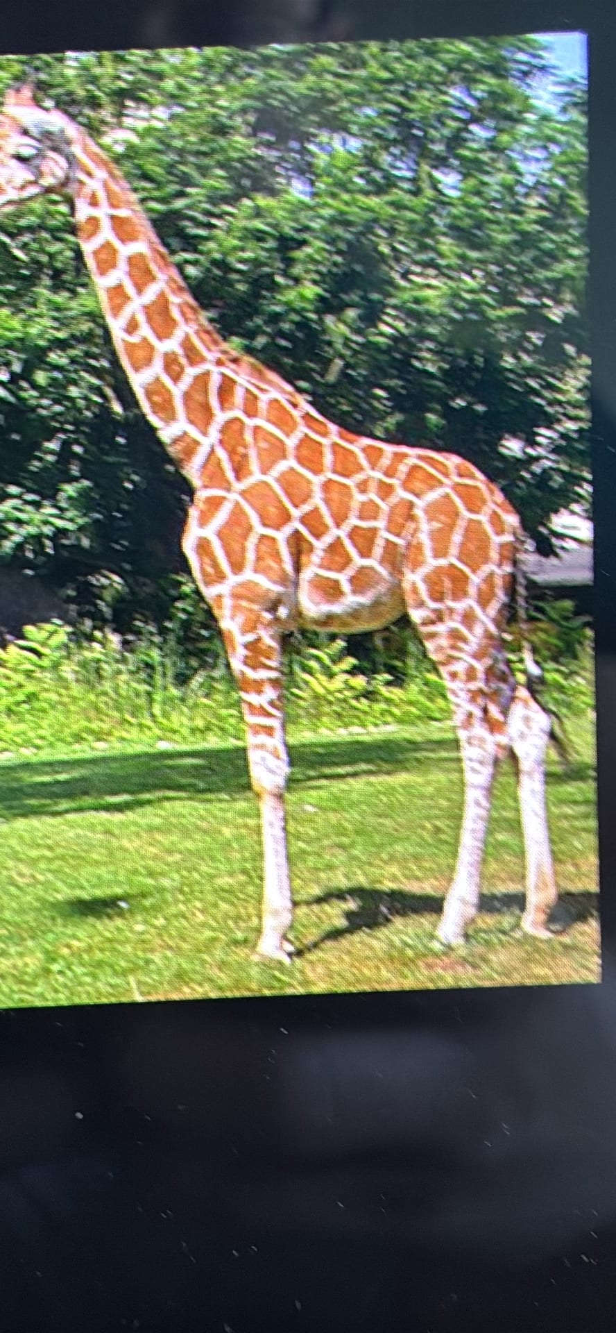 Giraffe spotted by samuel.jones