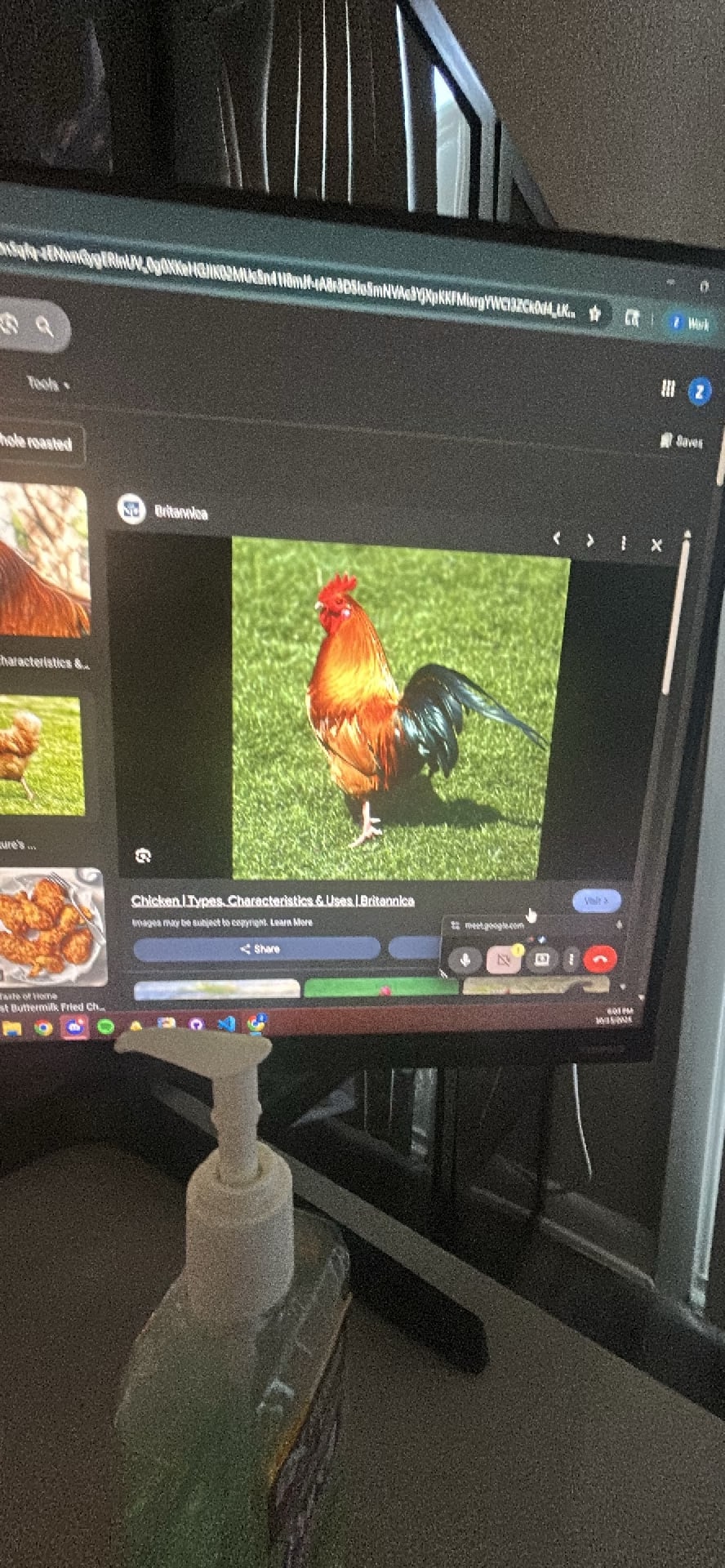Chicken spotted by zack
