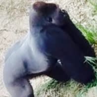 Gorilla spotted by nickadmin