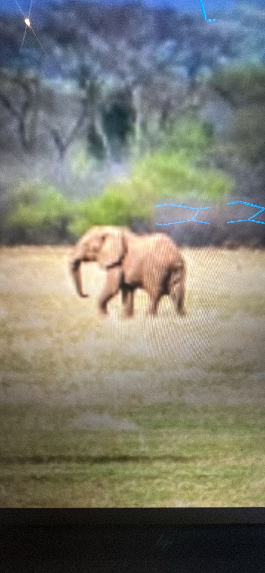 African Elephant spotted by zack