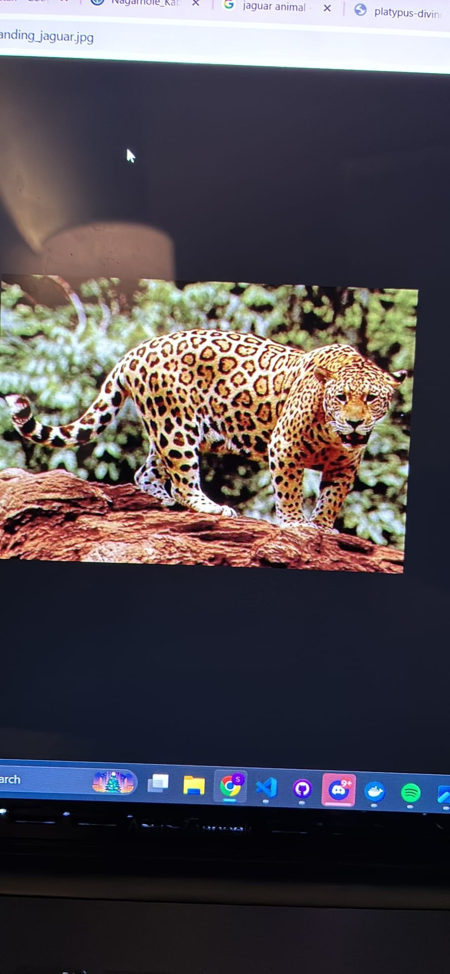 Jaguar spotted by samuel.jones