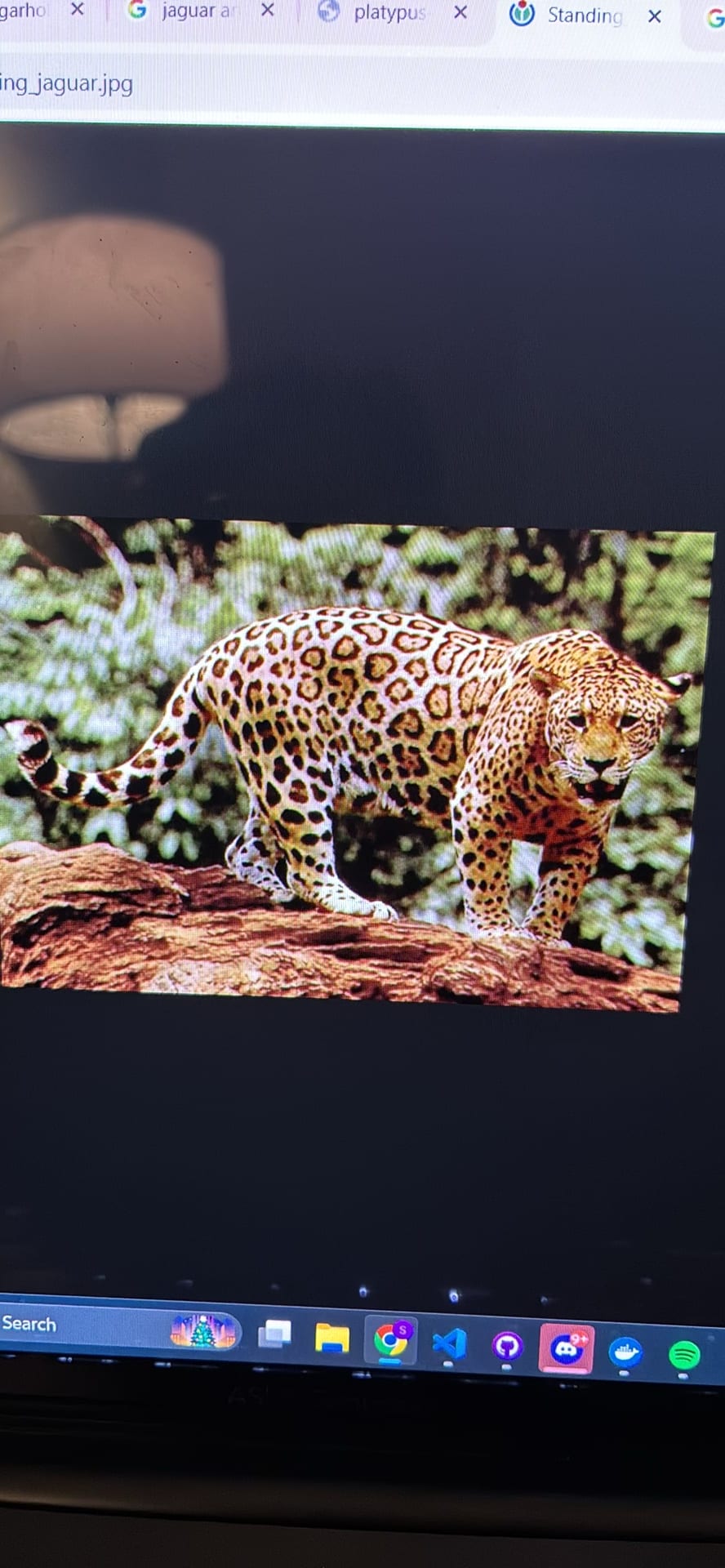 Jaguar spotted by samuel.jones