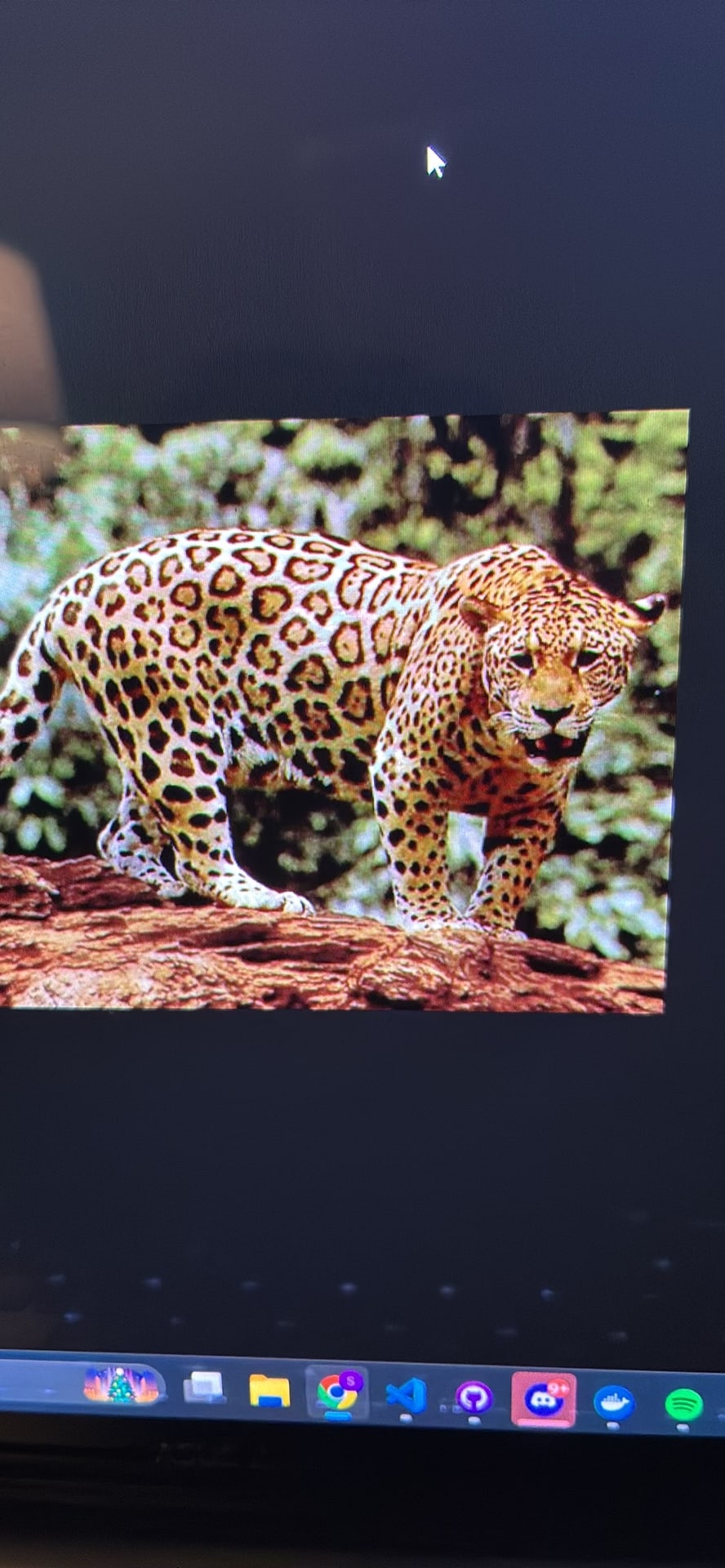 Jaguar spotted by samuel.jones