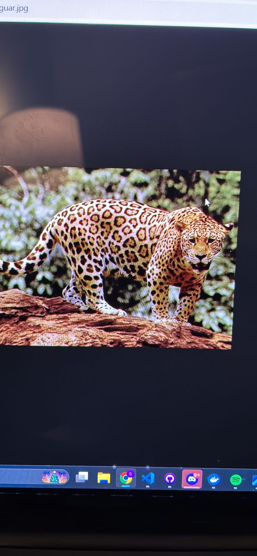 Jaguar spotted by samuel.jones