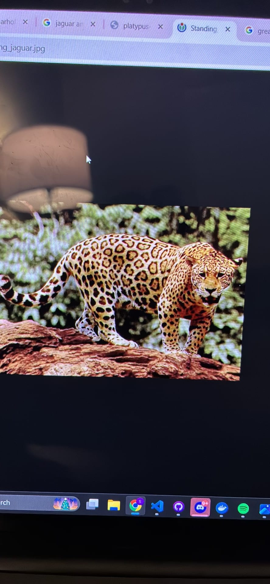 Jaguar spotted by samuel.jones
