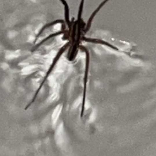 Spider spotted by samuel.jones