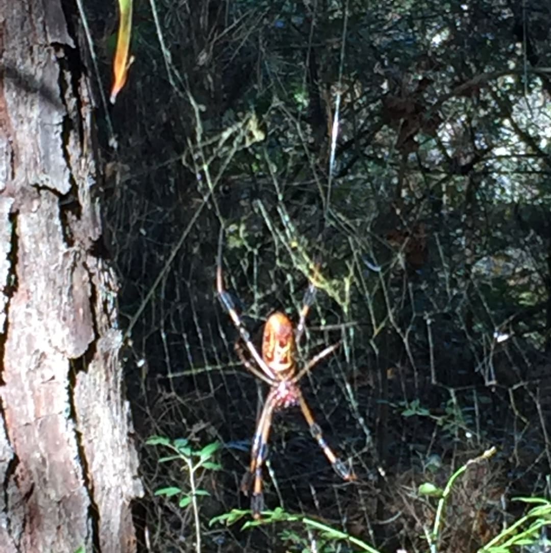 Orb-weaver Spider spotted by spotter88