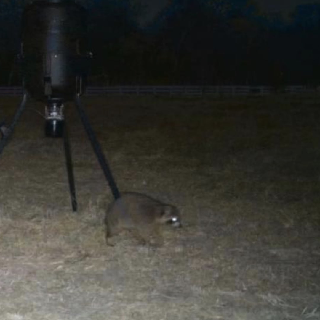Raccoon spotted by gannonjk