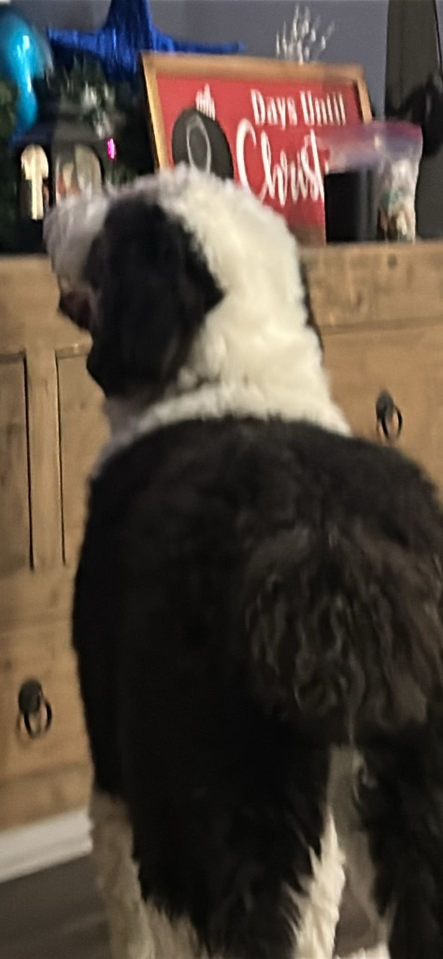 Dog spotted by br5429