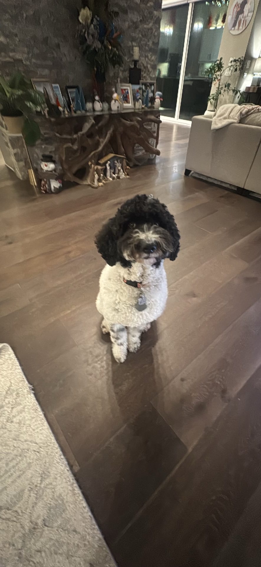Dog spotted by gannonjk