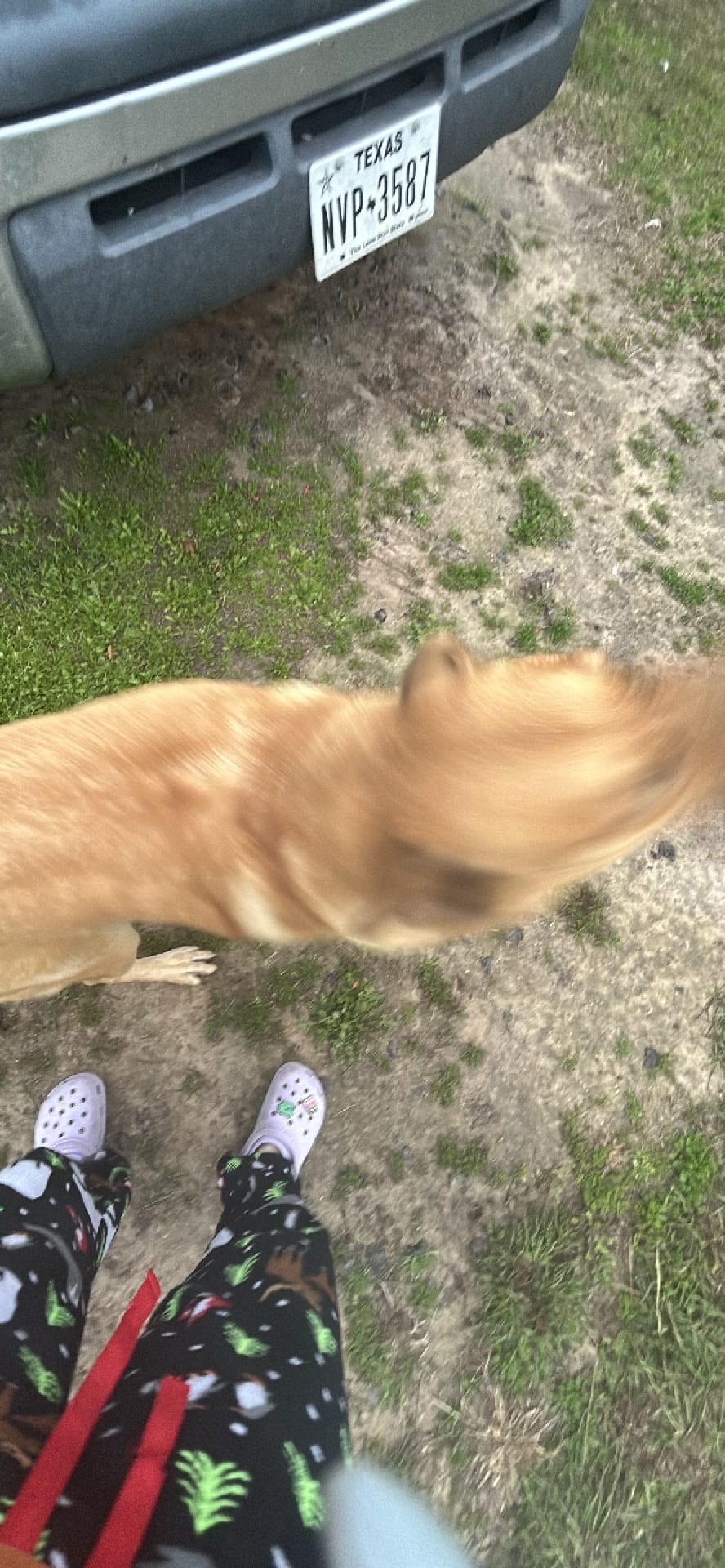Dog spotted by daniela
