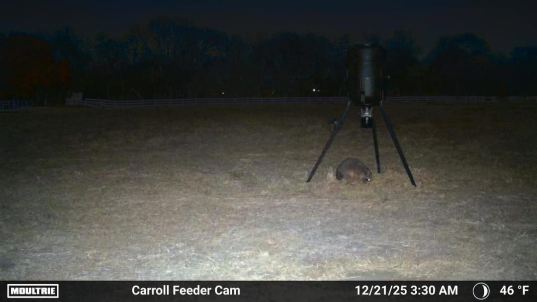 Raccoon spotted by gannonjk